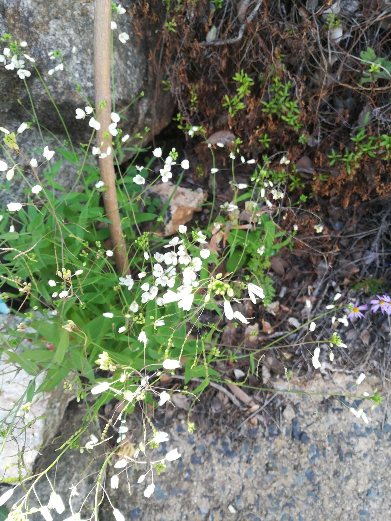 Image de Heliophila amplexicaulis L. fil.