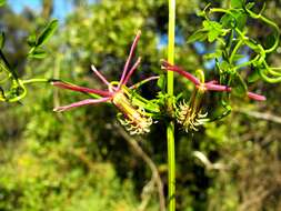 Image of Clematis fawcettii F. Müll.