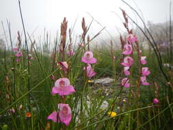 Image of Disa racemosa L. fil.