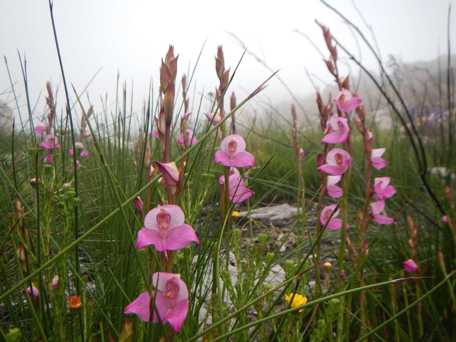 Image of Disa racemosa L. fil.