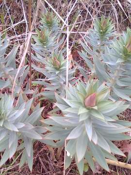 Image of upright myrtle spurge