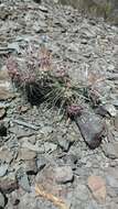 Image de Echinopsis bridgesii subsp. bridgesii