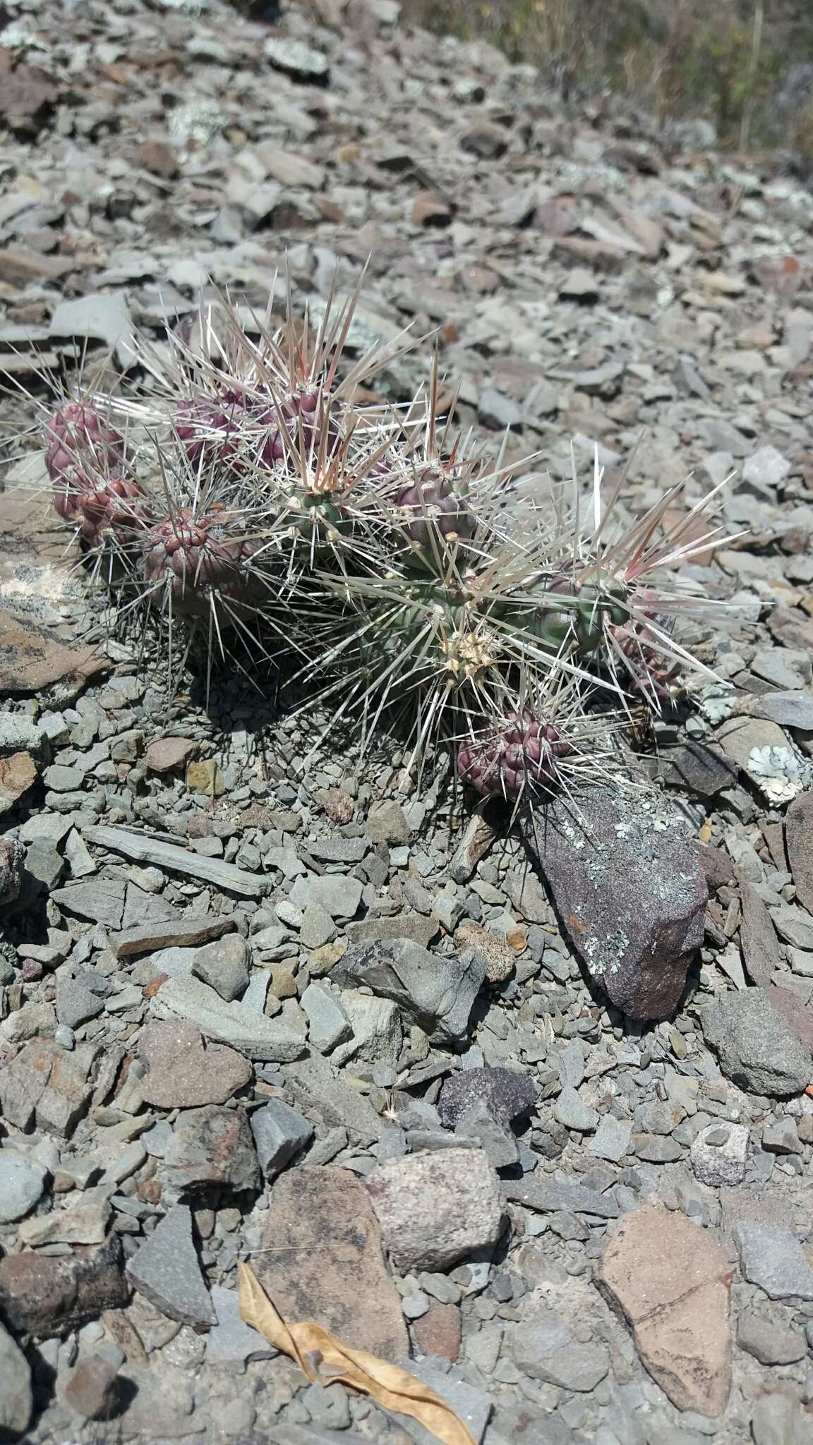 Image de Echinopsis bridgesii subsp. bridgesii