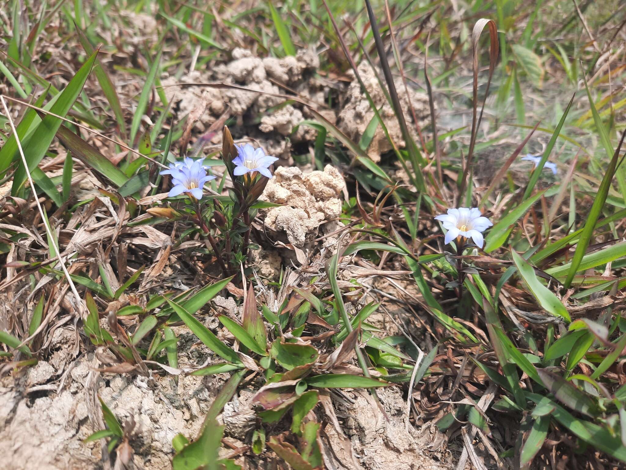 صورة <i>Gentiana loureiroi</i> (G. Don) Grisebach