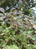 Image of barberry