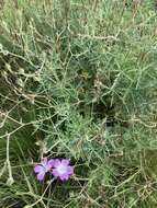 Image of Geranium robustum Kuntze