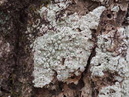 Image of <i>Pertusaria paratuberculifera</i> Dibben