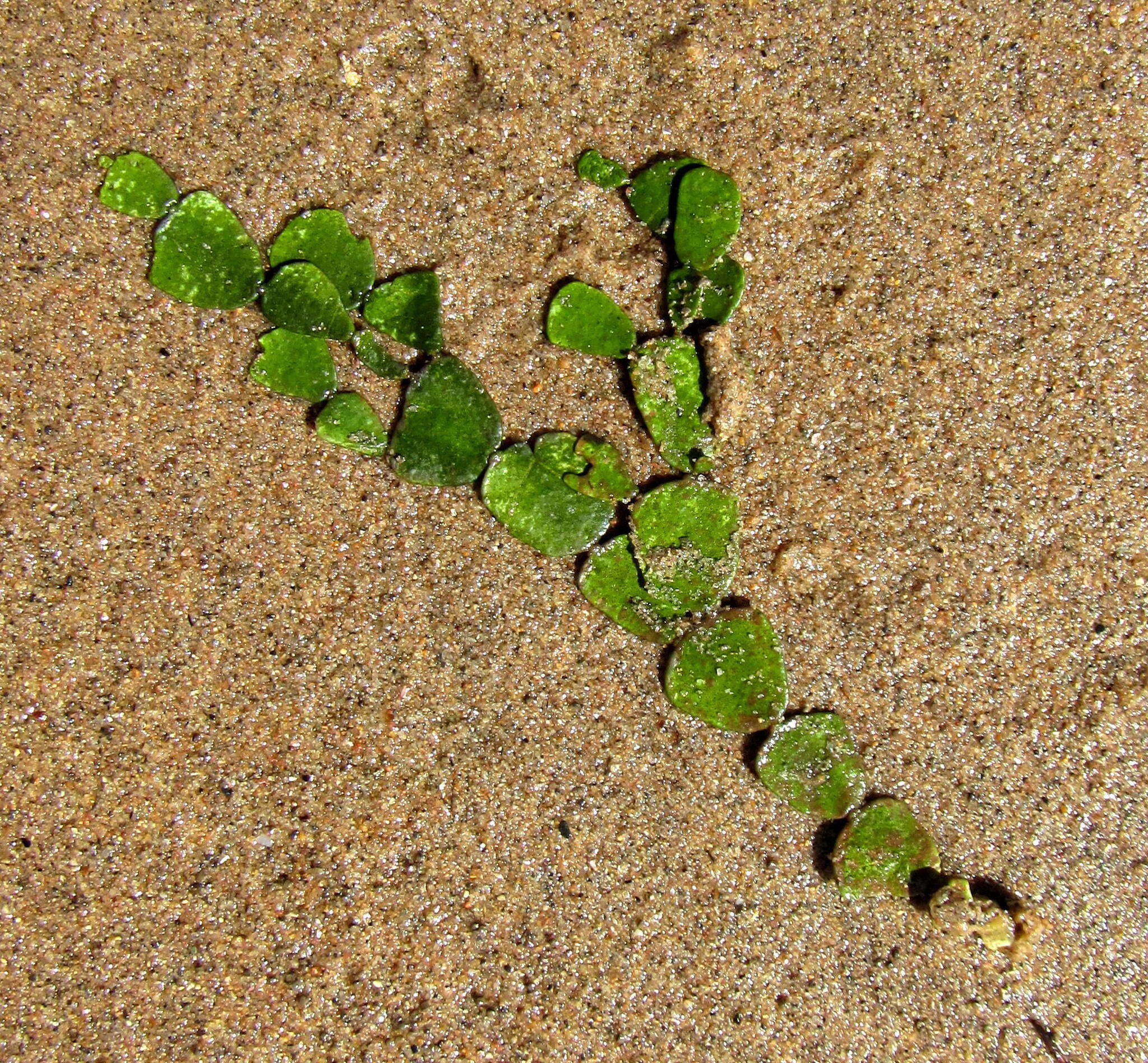 Image of Halimeda cuneata