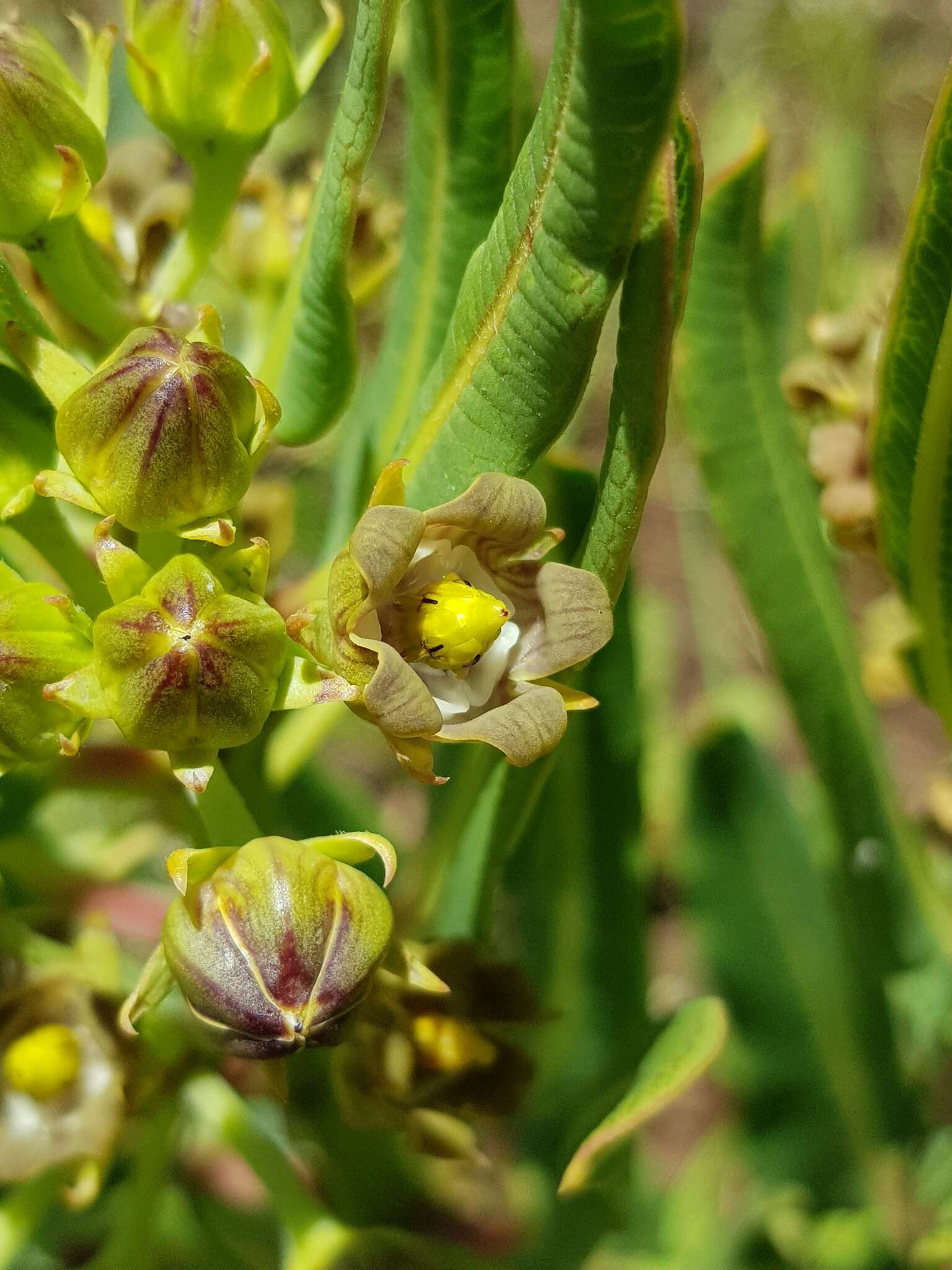 Image of Parapodium costatum E. Mey.