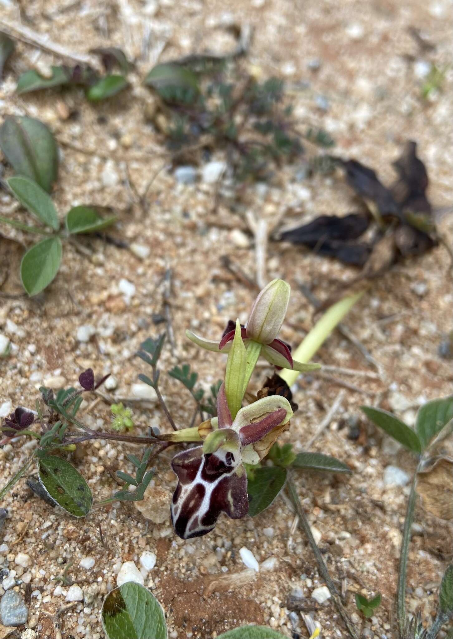 Image of Ophrys cretica (Vierh.) E. Nelson