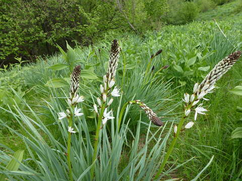 Asphodelus albus Mill. resmi