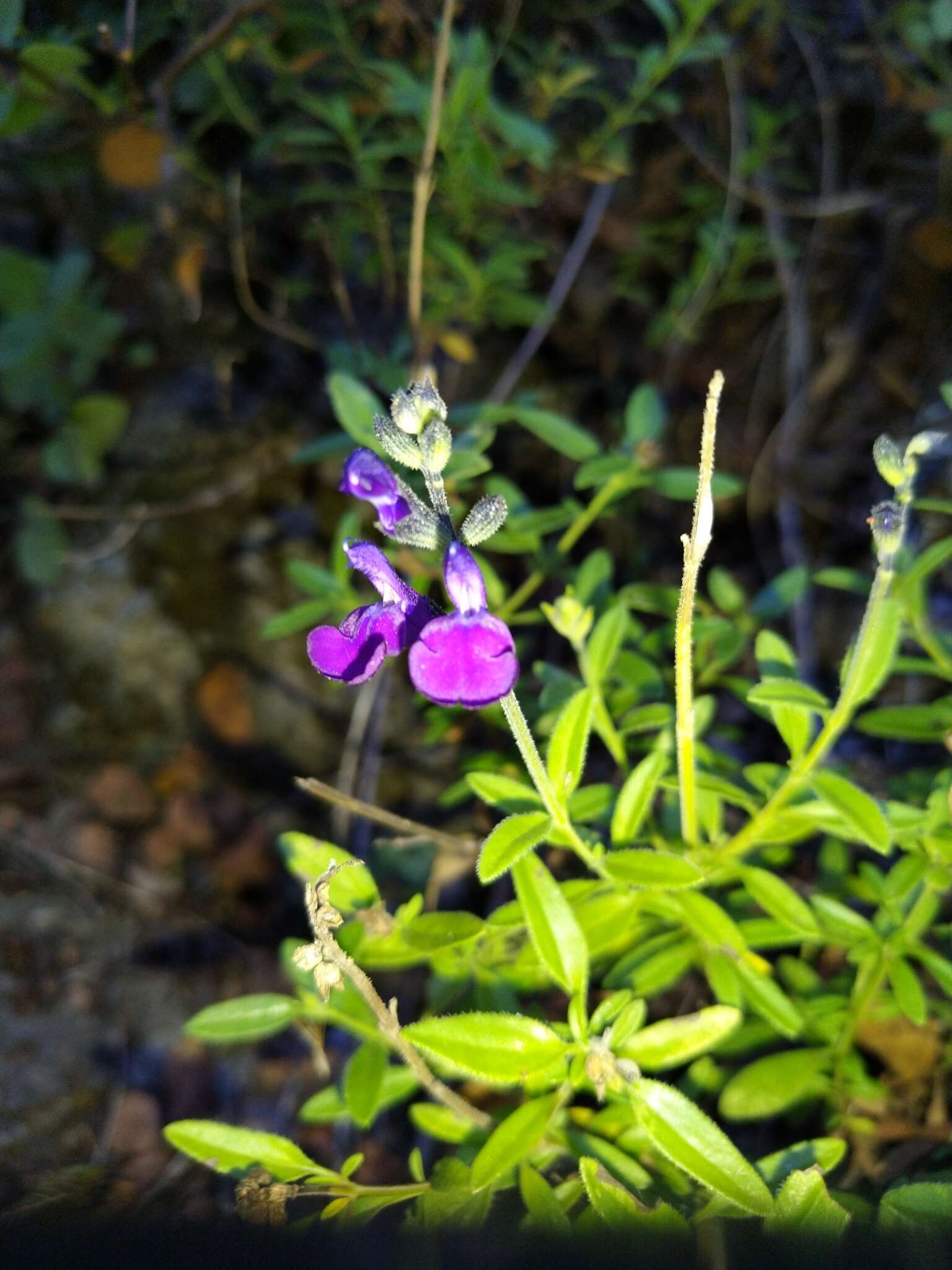 Imagem de Salvia lycioides A. Gray