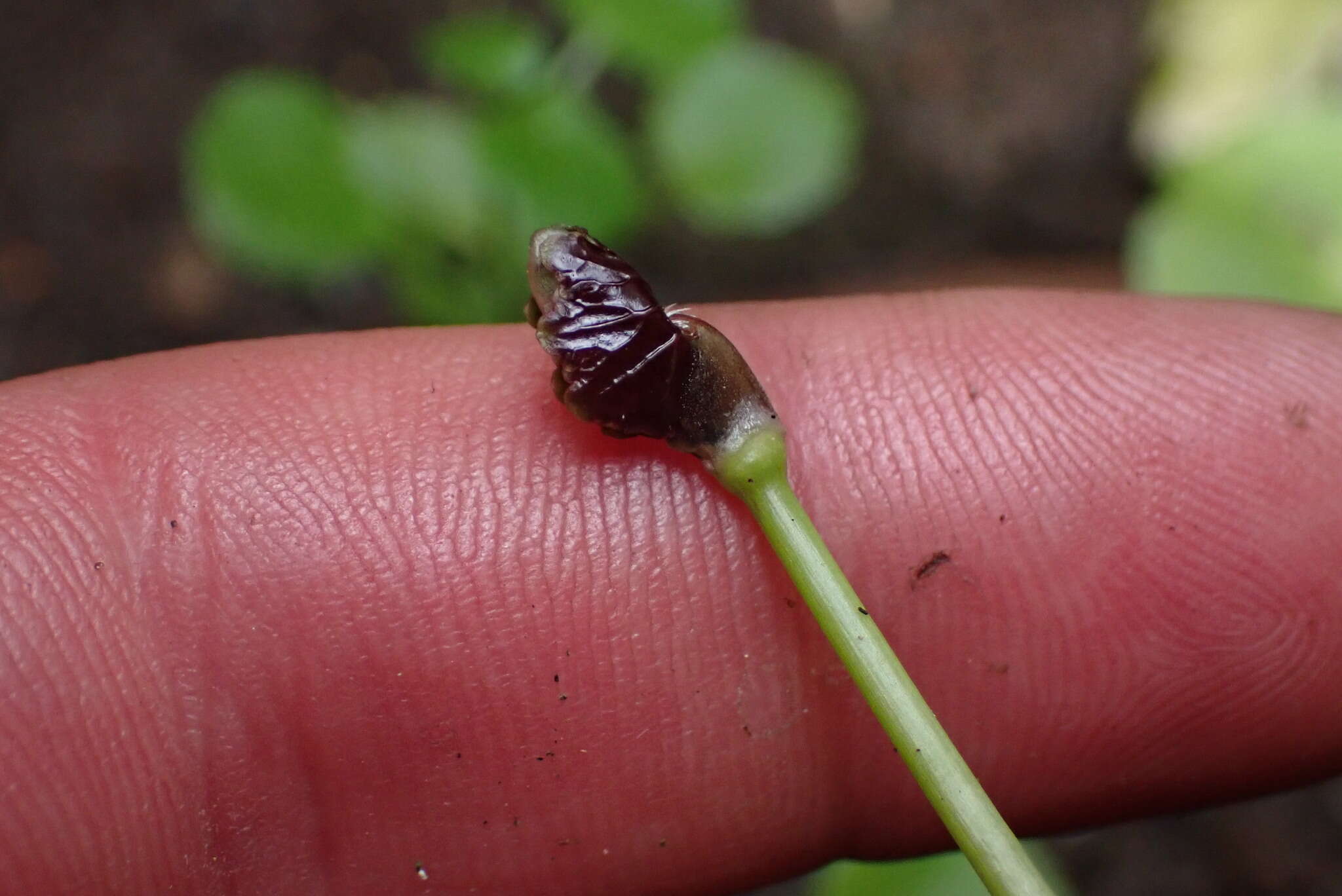 Image de Hydrocotyle leucocephala Cham. & Schltdl.