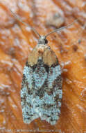 Imagem de Acleris gloveranus Walsingham 1879