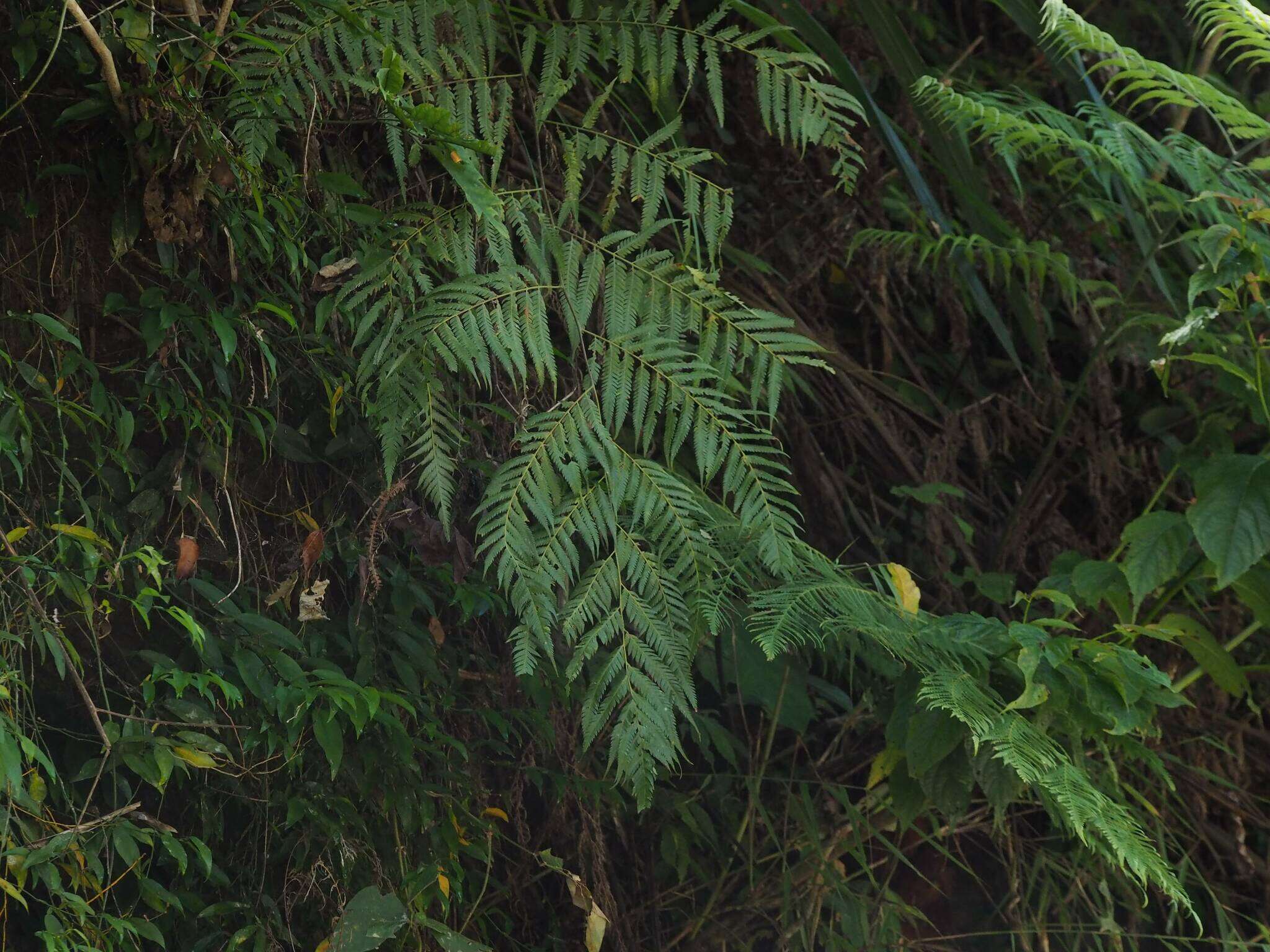 Image of Cibotium taiwanense C. M. Kuo