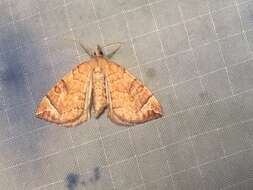 Image of Chevron Moth