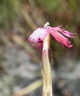 Dianthus bolusii Burtt Davy的圖片