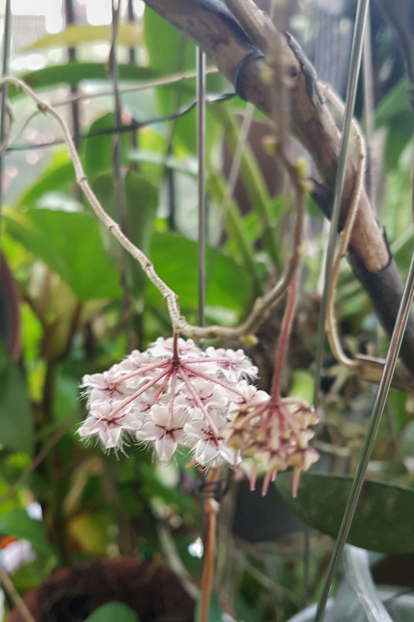 Image of Hoya caudata Hook. fil.