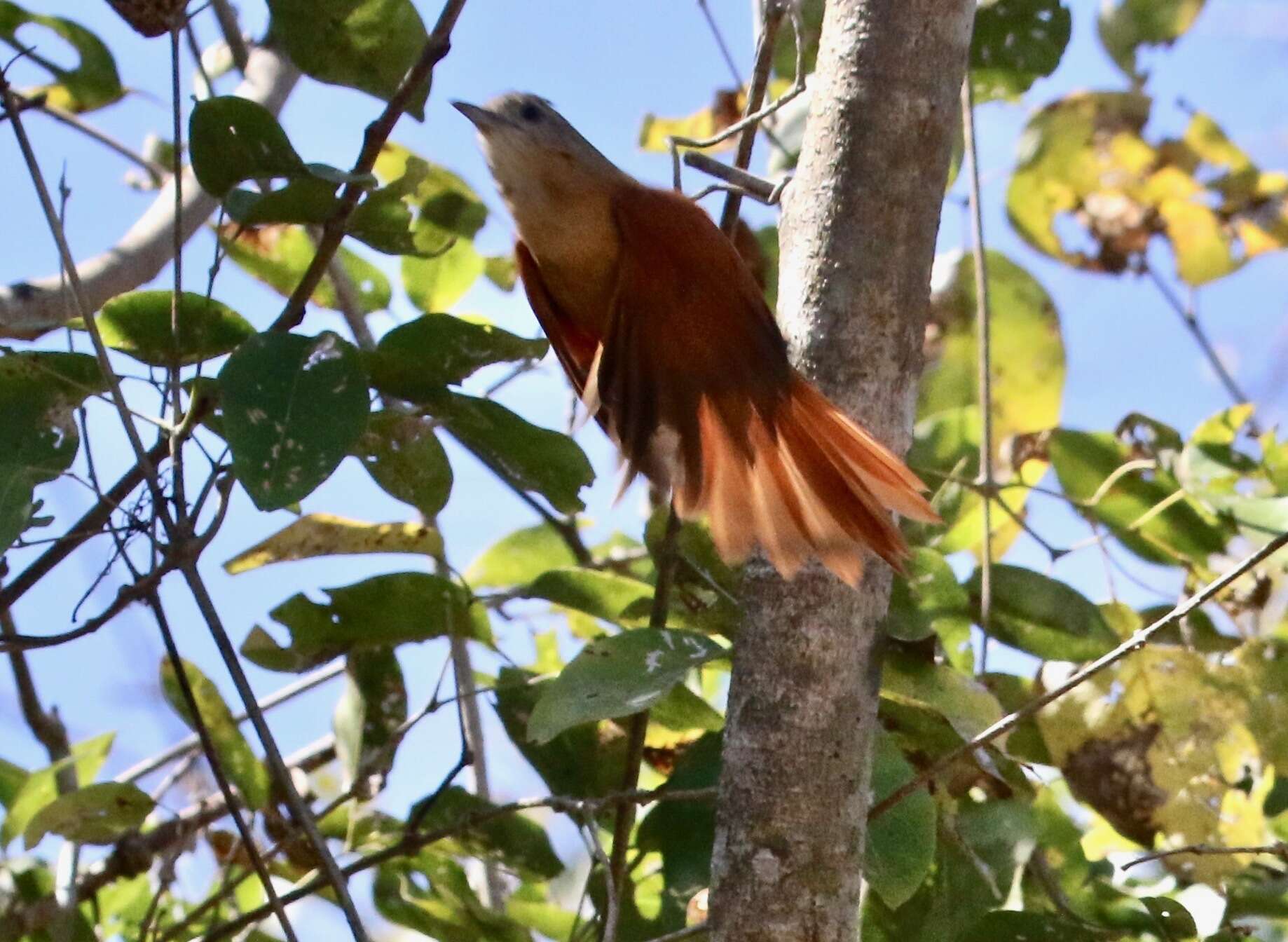 Image of White-lored Spinetail