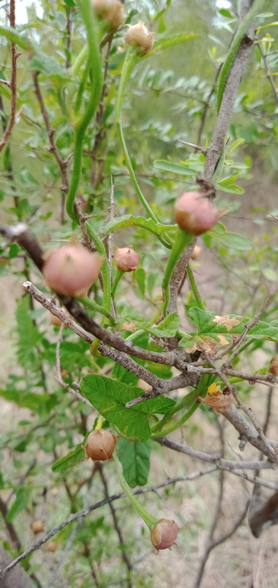 Image of Ipomoea biflora subsp. biflora