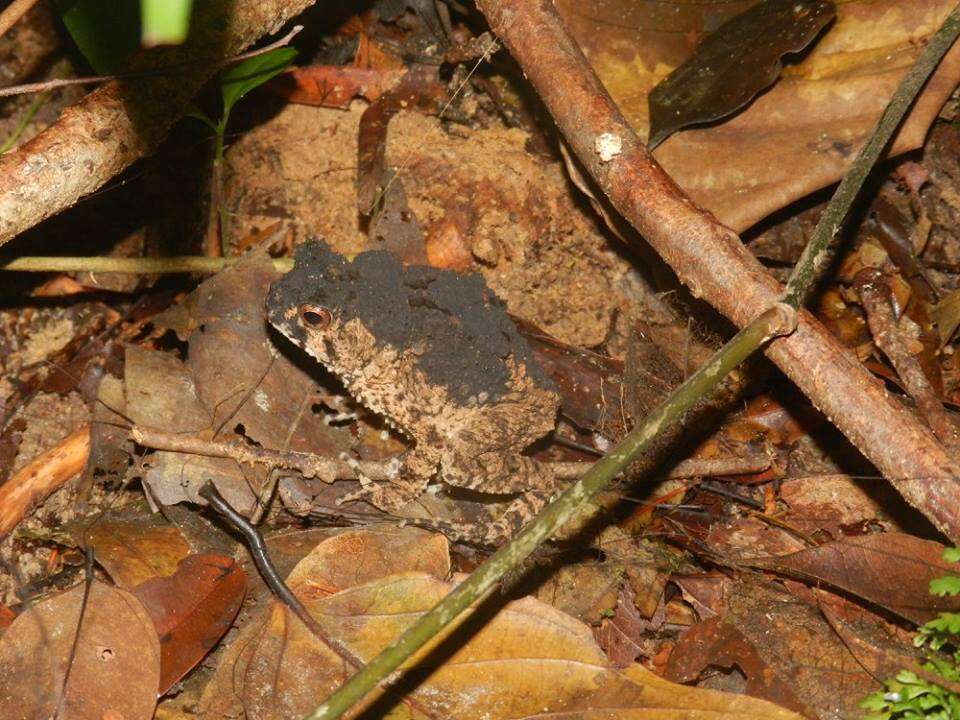 صورة Sclerophrys tuberosa (Günther 1858)