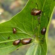 Image of amber snail