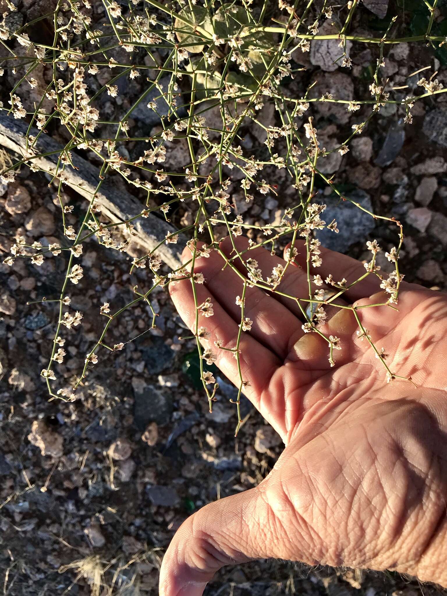 Image de Eriogonum deflexum Torr.