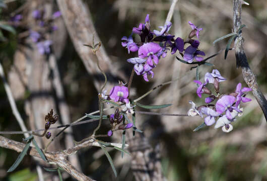 Image of <i>Glycine rubiginosa</i>