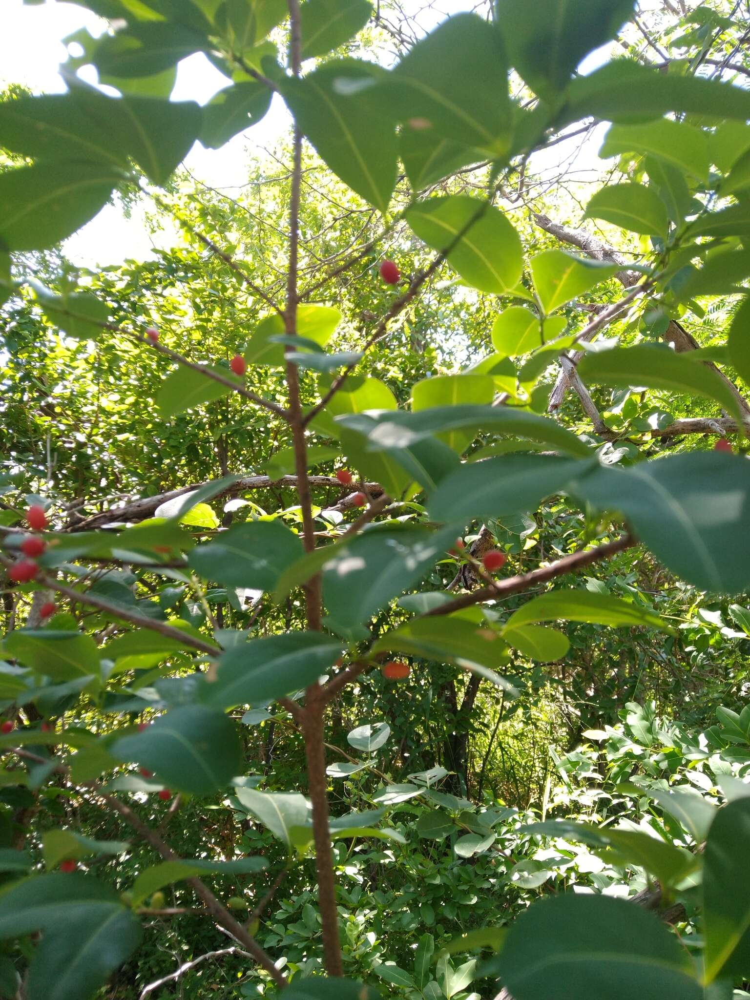 Image de Erythroxylum areolatum L.