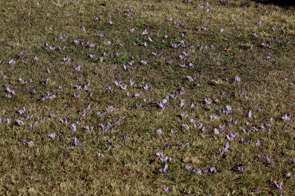 Image of Colchicum melanthioides subsp. melanthioides