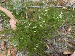 صورة Platysace heterophylla var. heterophylla