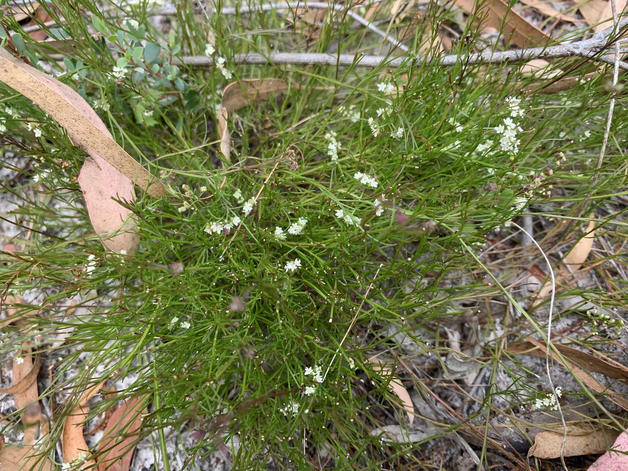 صورة Platysace heterophylla var. heterophylla