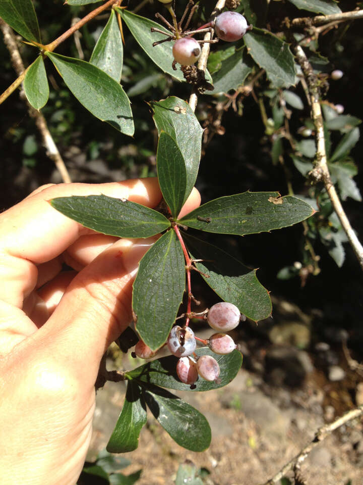 Image of Berberis glaucocarpa Stapf