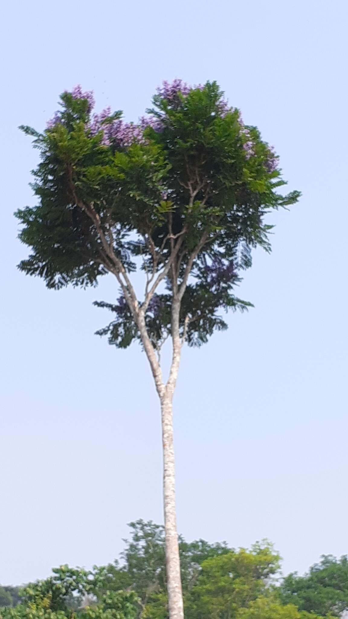 صورة Jacaranda copaia (Aubl.) D. Don