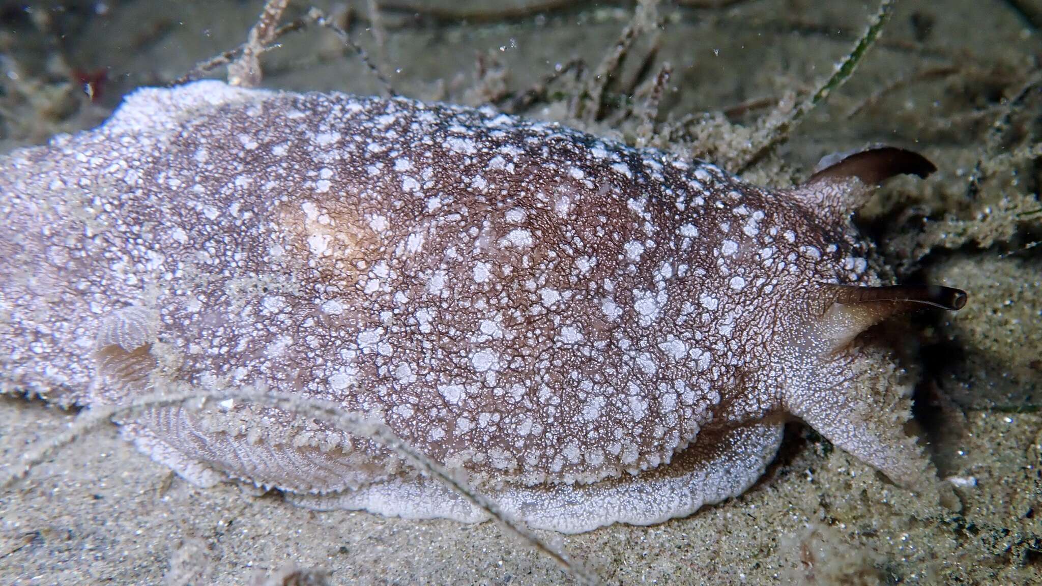 Pleurobranchaea californica MacFarland 1966 resmi