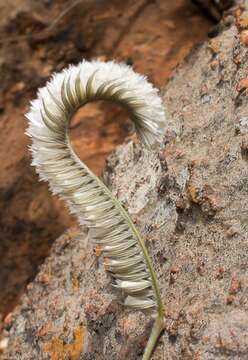 Harpochloa falx (L. fil.) Kuntze resmi