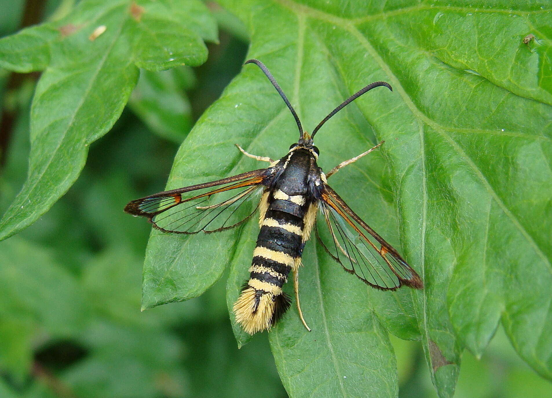 Image of Yellowlegged Clearwing Moth