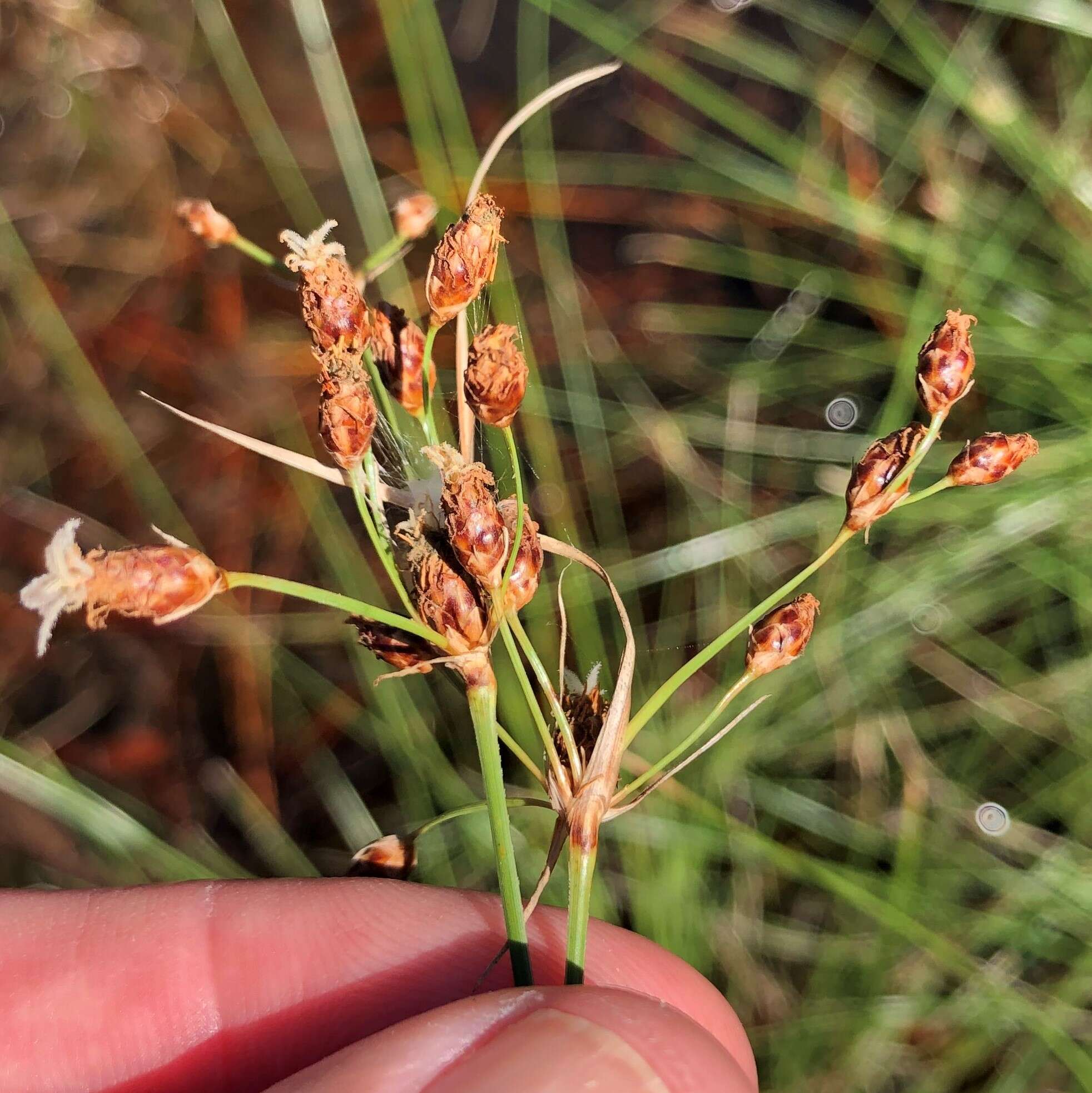 Image of Marsh Fimbry