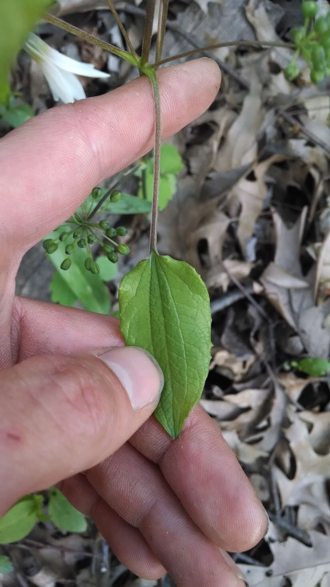 Image de Smilax illinoensis Mangaly