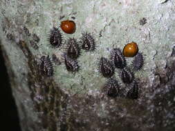 Image of Lady beetle