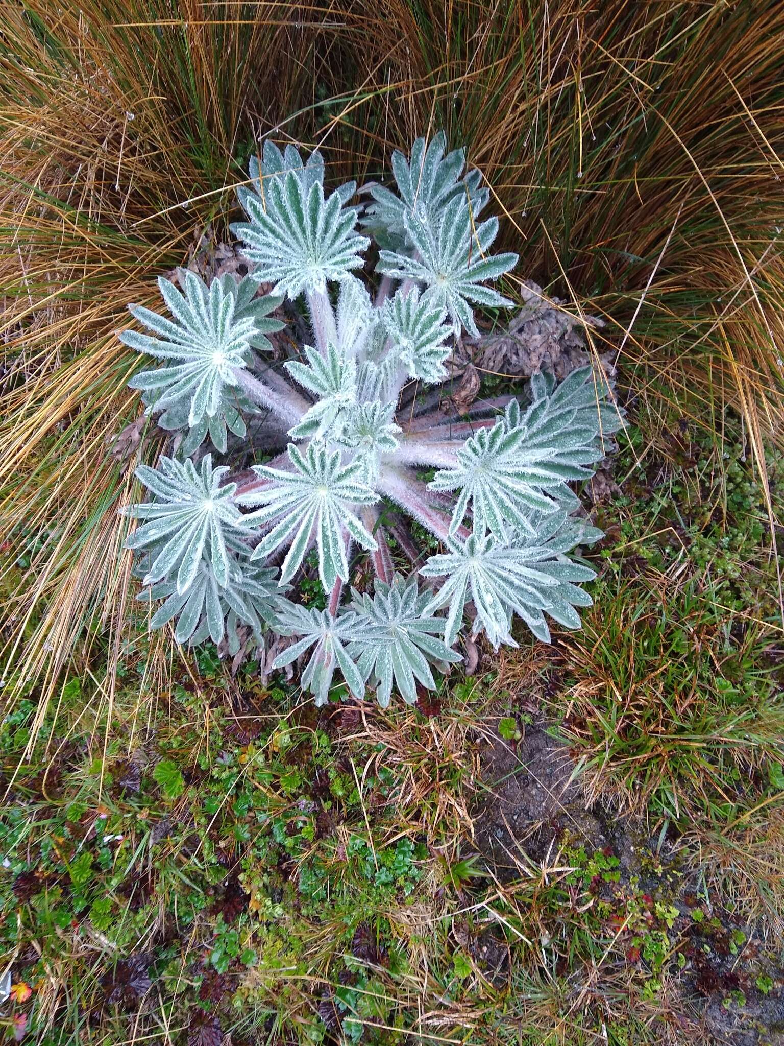 Image of Lupinus alopecuroides Desr.