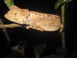 Image of Amber Mountain Leaf Chameleon