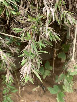 Plancia ëd Panicum scoparium Lam.