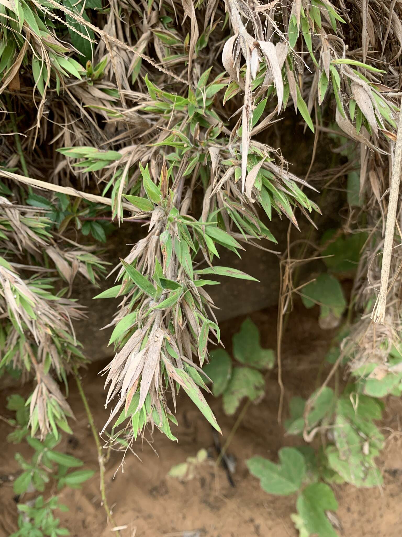 Image of Broom Rosette Grass