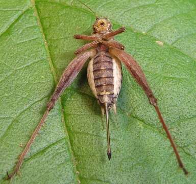 Image of Restless Bush Cricket