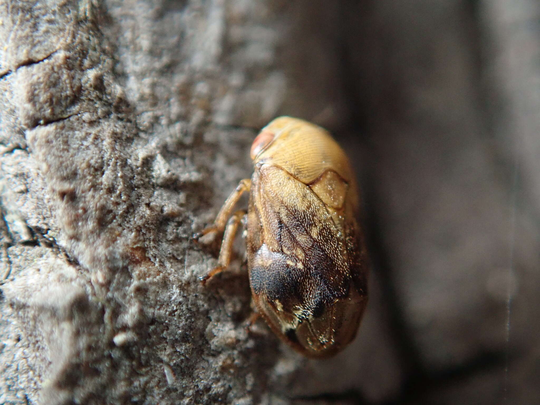 صورة Clastoptera achatina Germar 1839