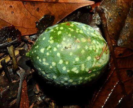 Image of Passiflora variolata Poepp. & Endl.