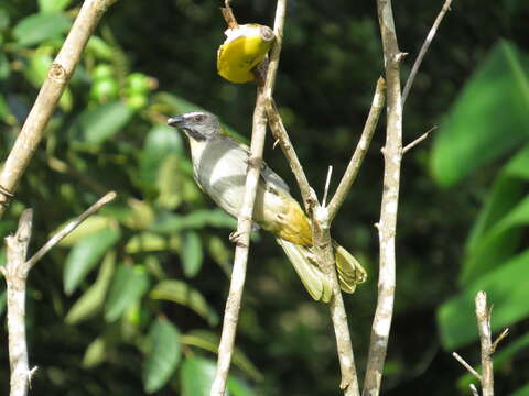 Image of Buff-throated Saltator