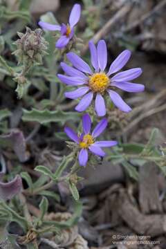 Imagem de Dieteria canescens var. canescens