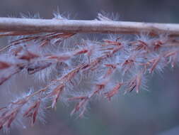 Imagem de Miscanthus junceus (Stapf) Pilg.